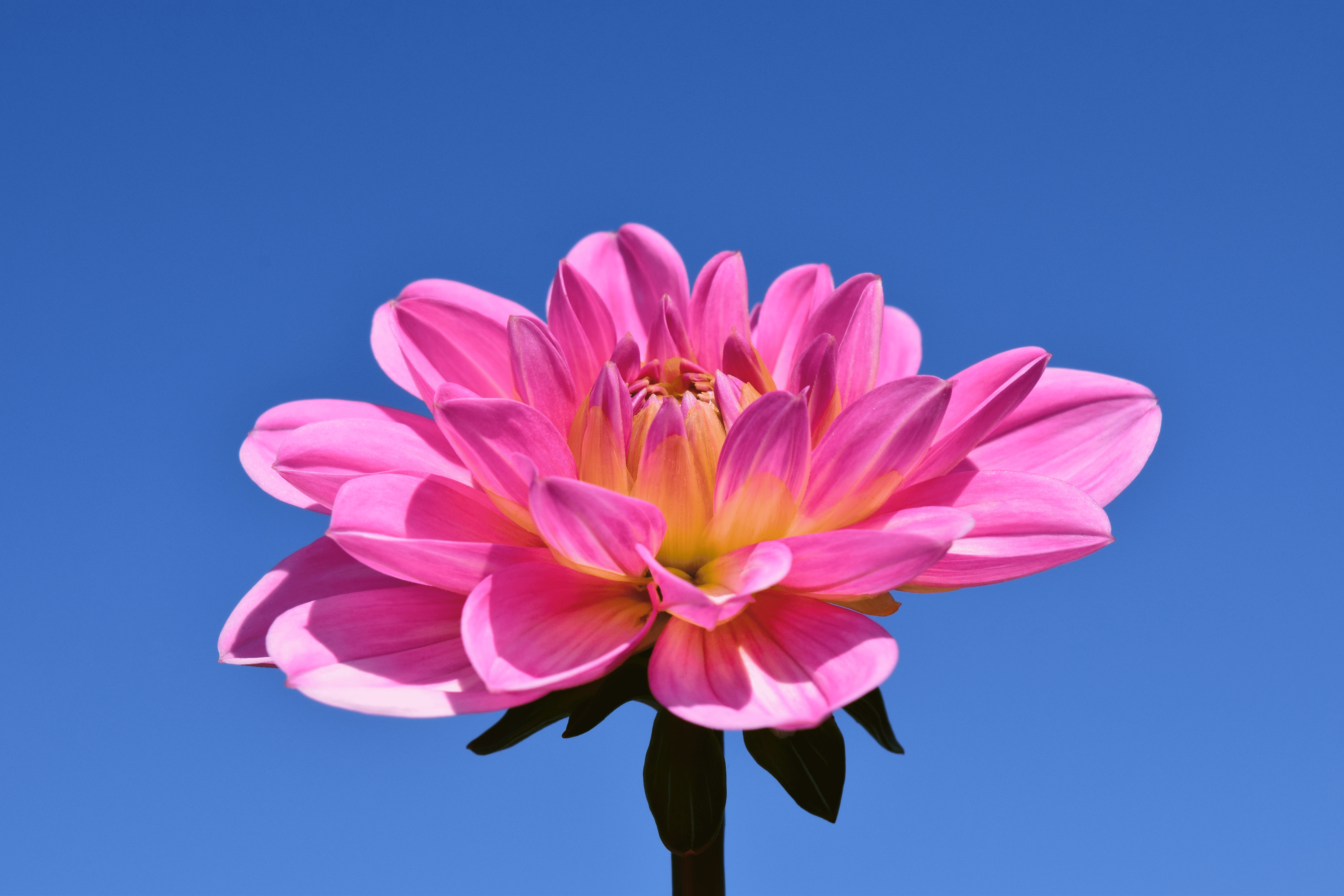 Projet Fleur