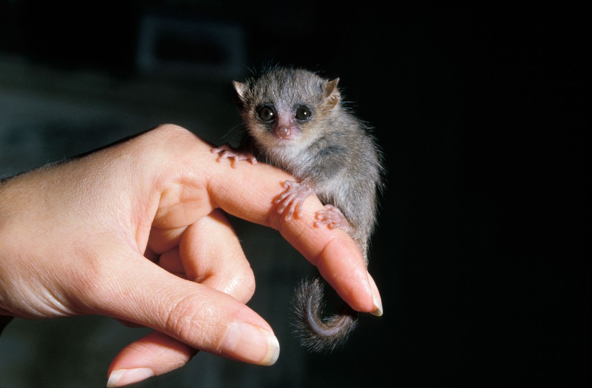 Microcebe mignon