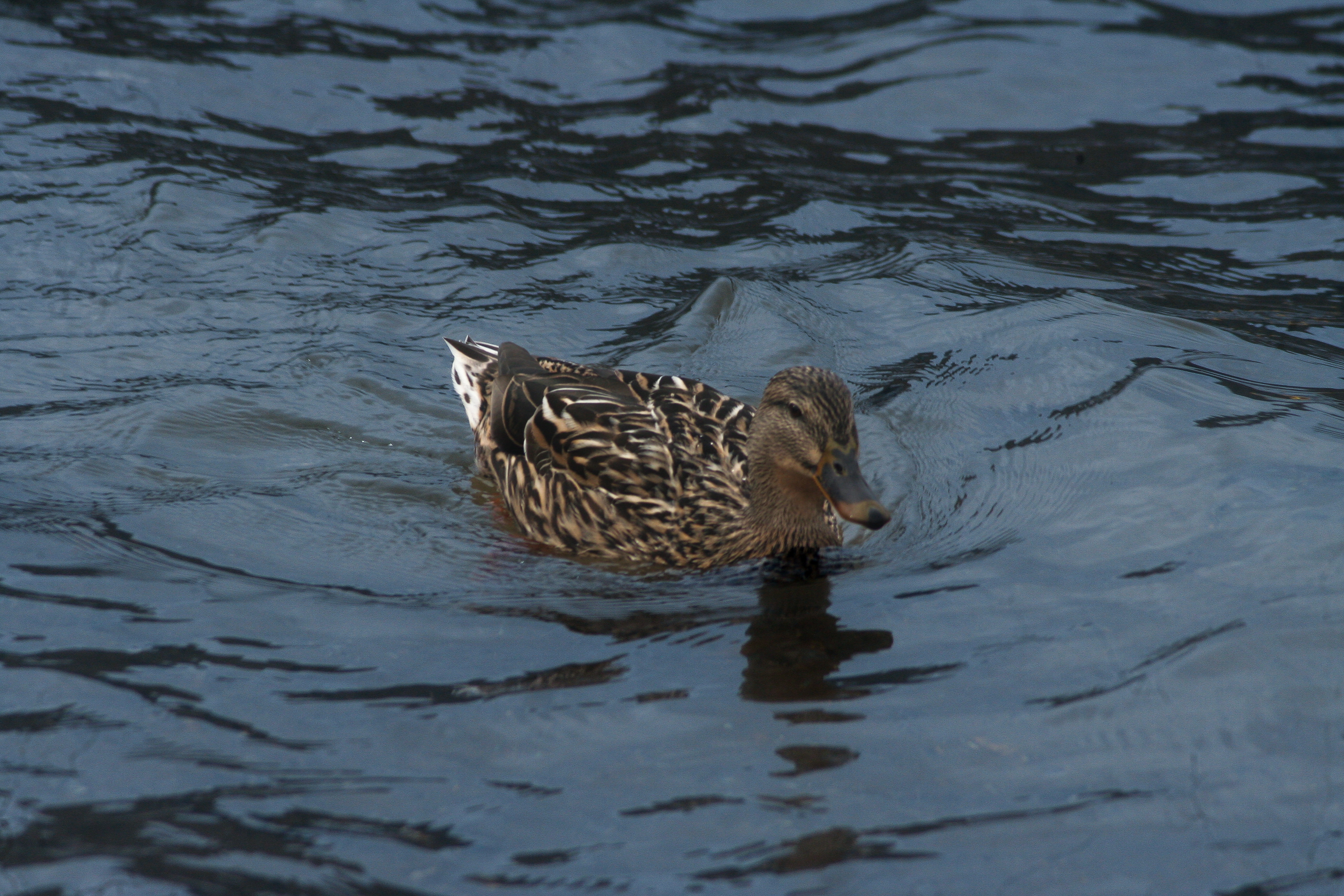 Canard
