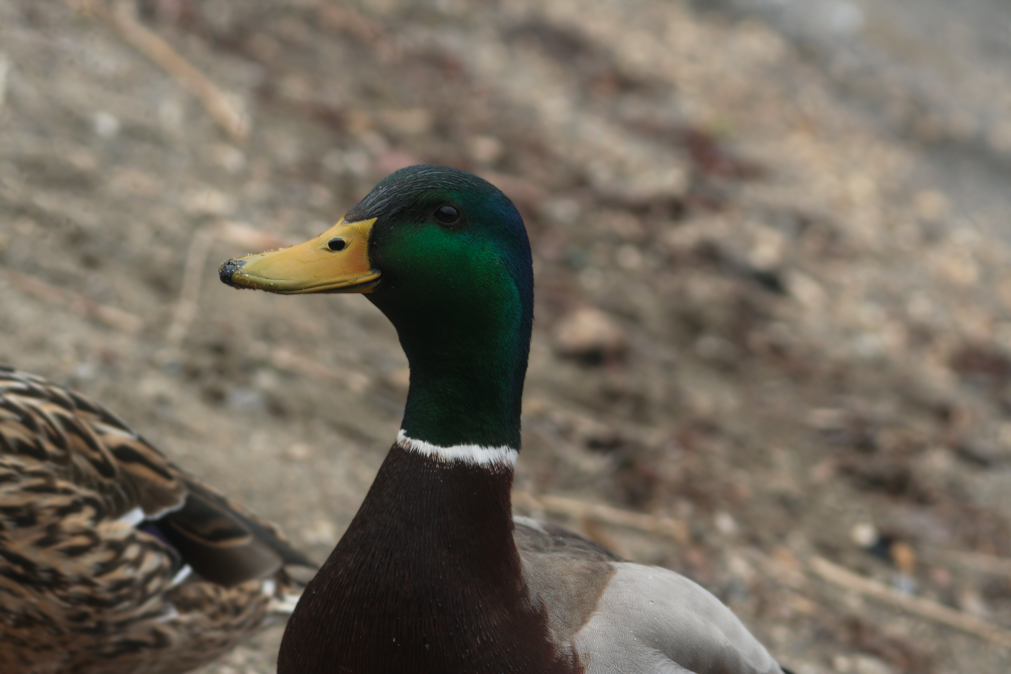 Canard 2