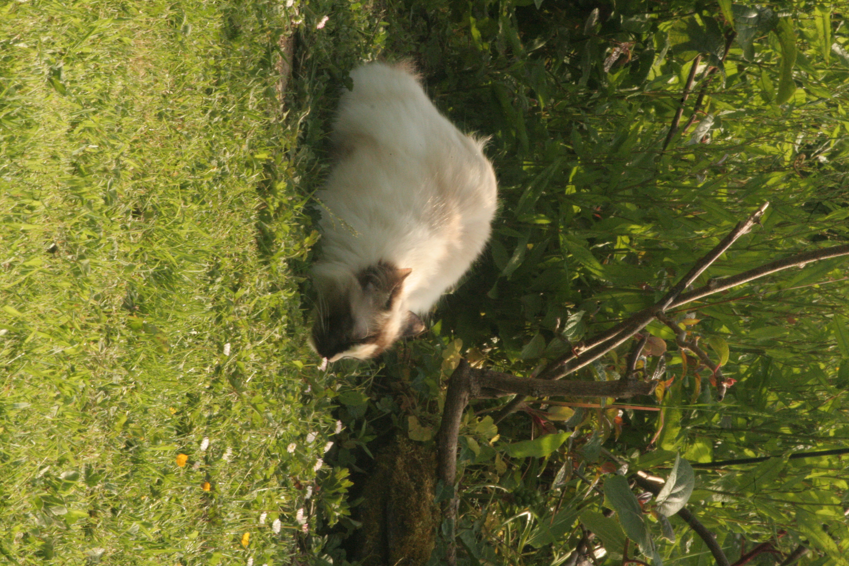 Chat
