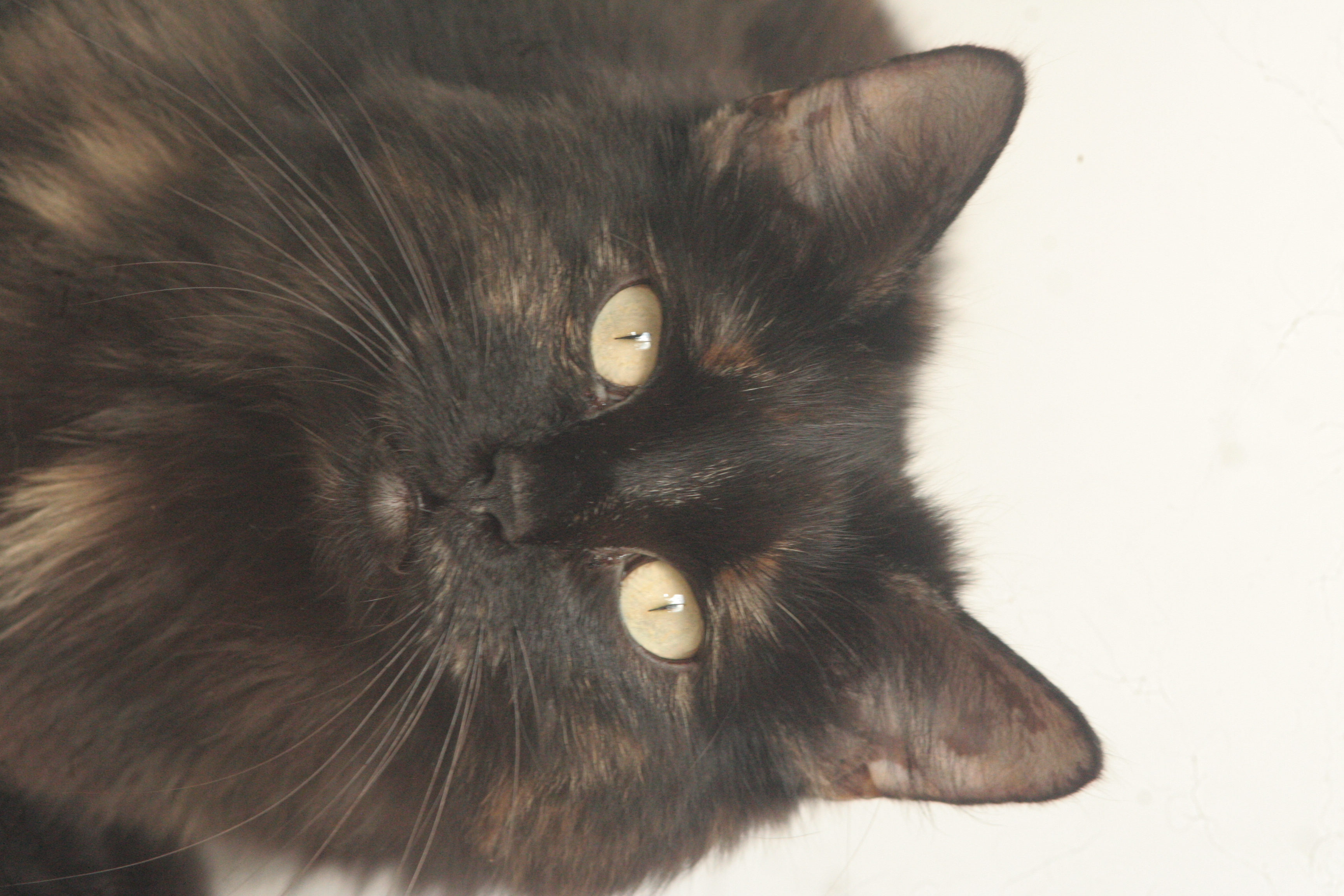 Chat 2