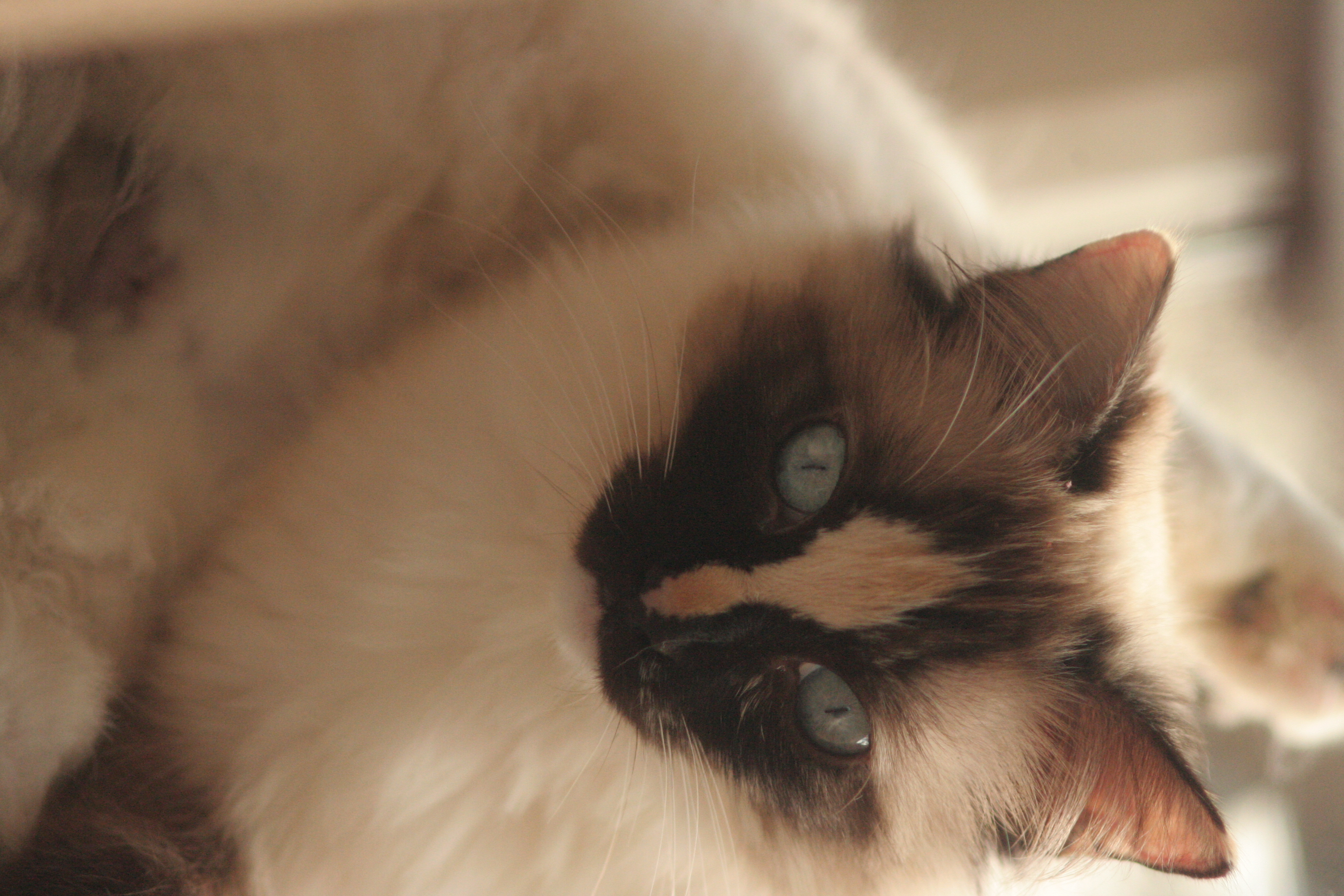 Chat 3