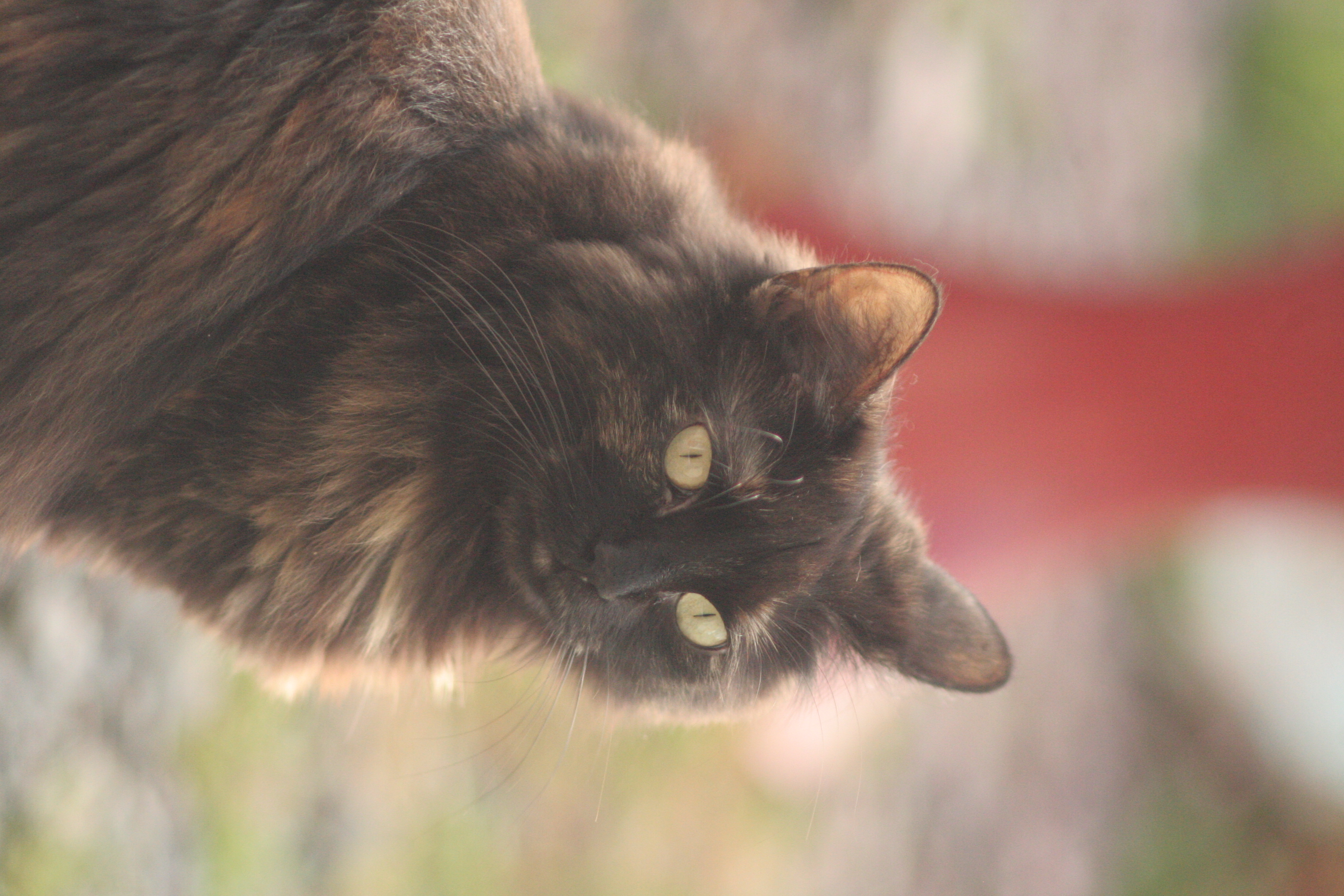 Chat 4