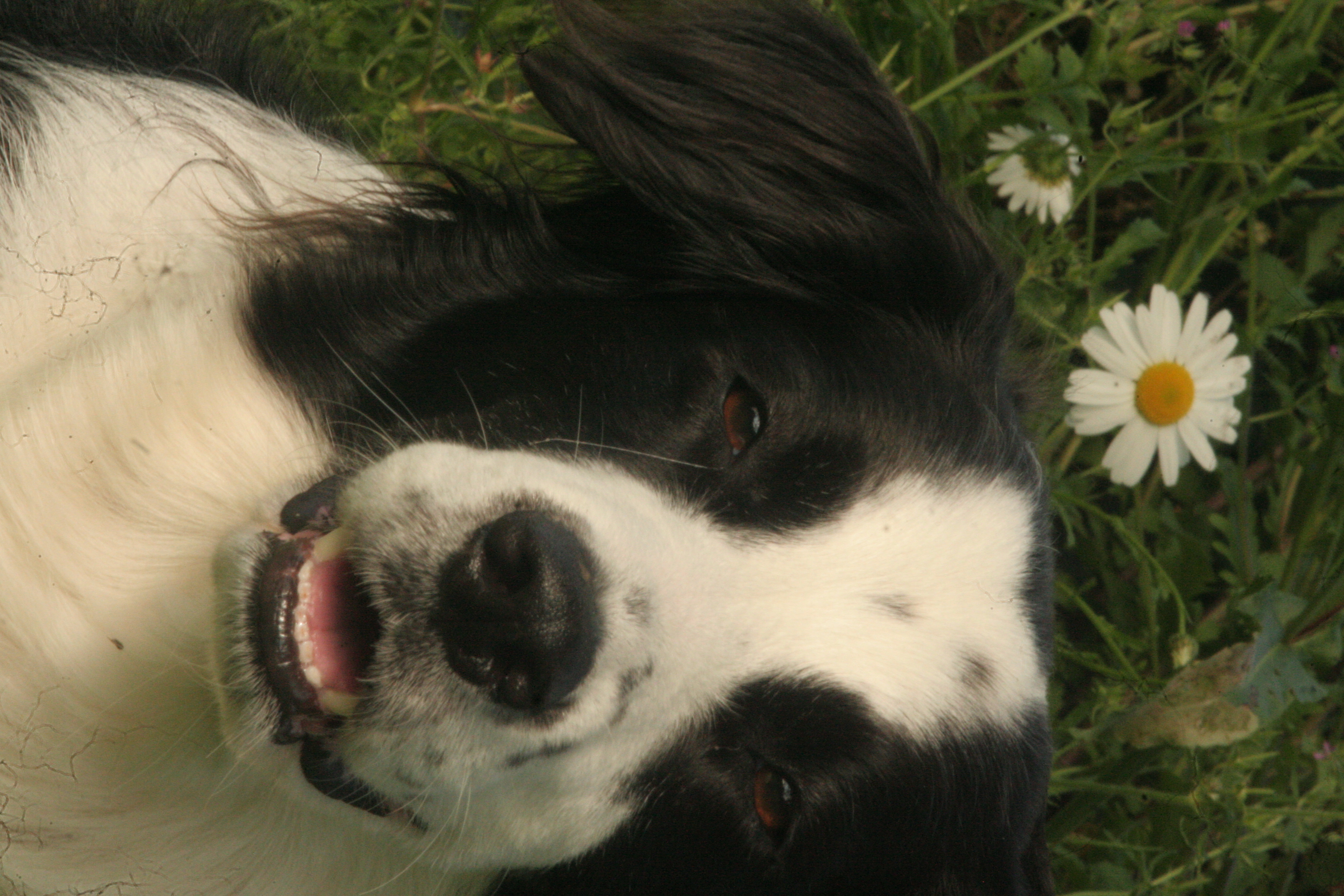 Chien