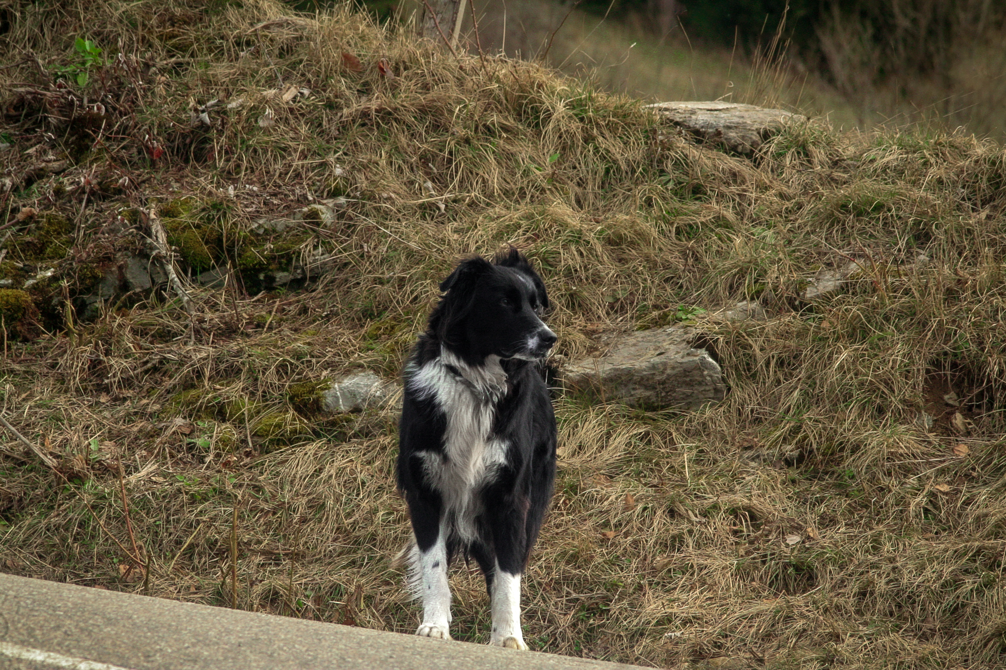 Chien 1.1