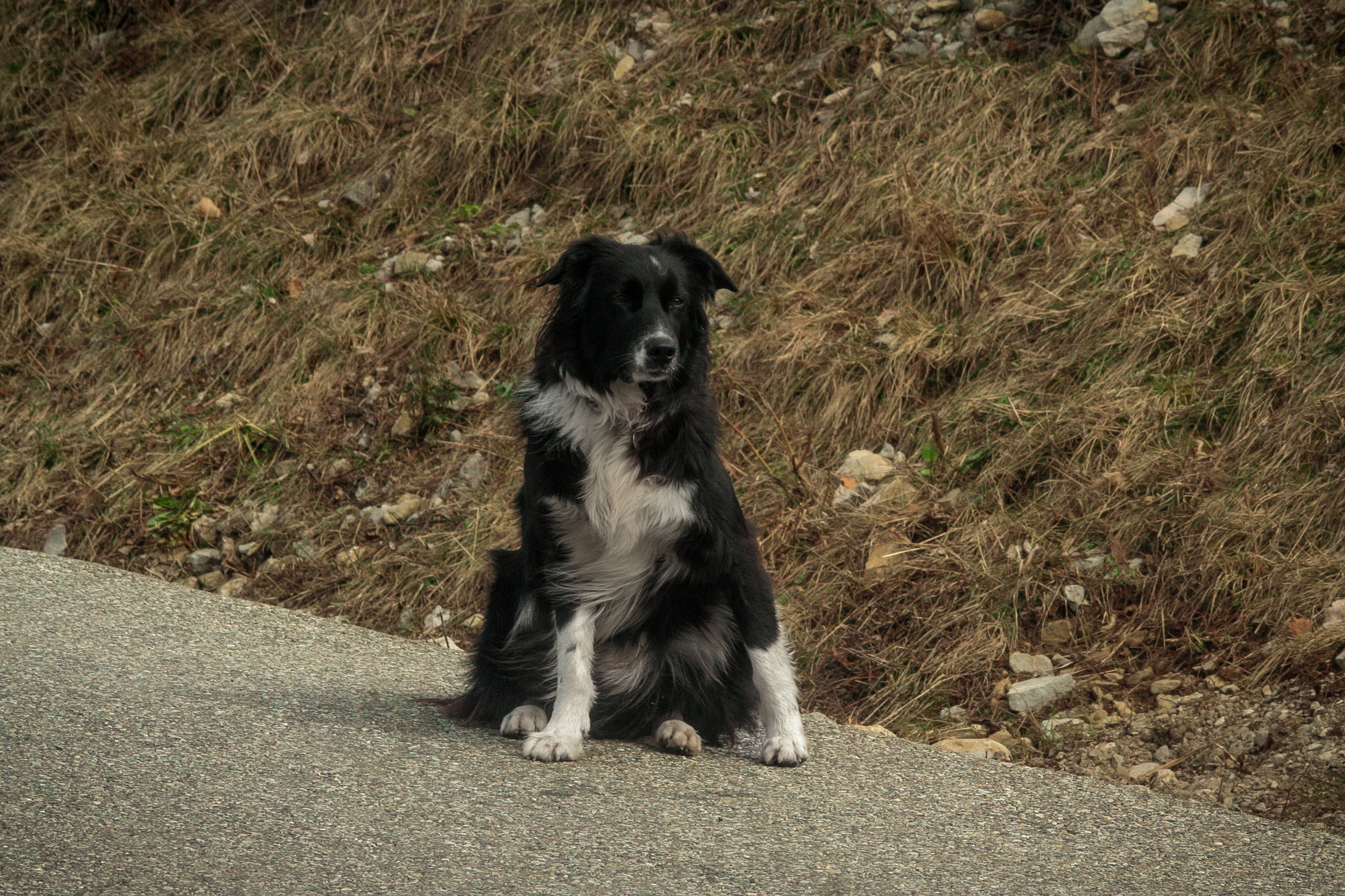 Chien 1.2