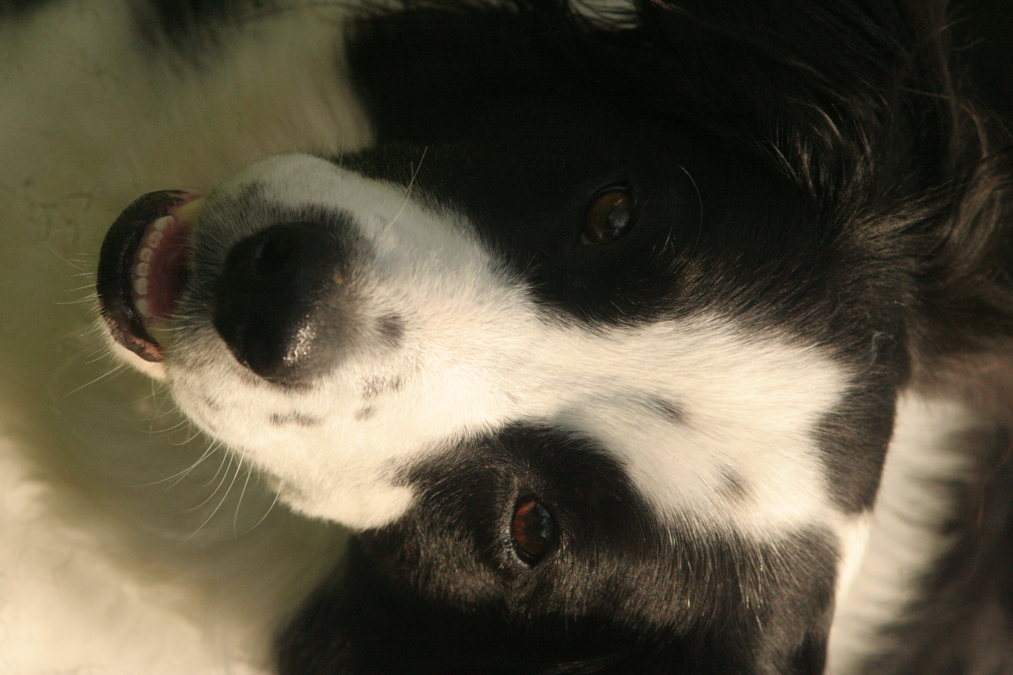 Chien 2