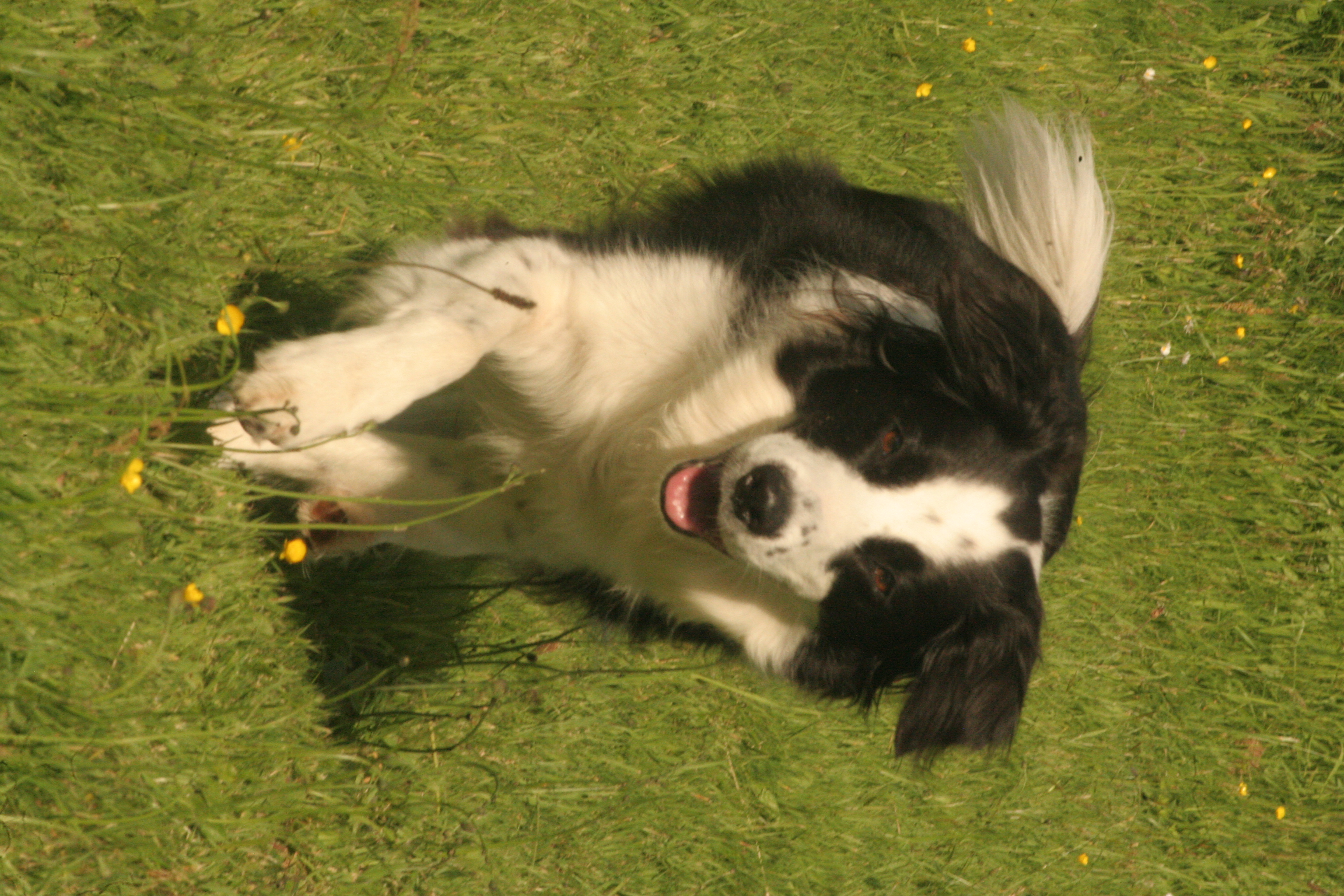 Chien 3