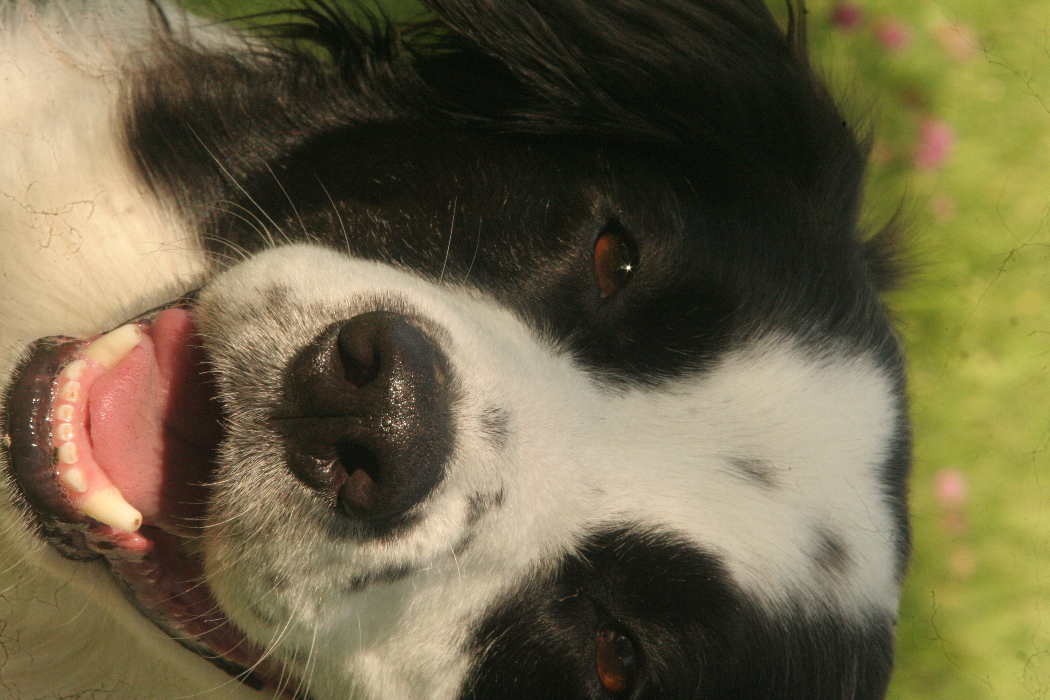 Chien 4