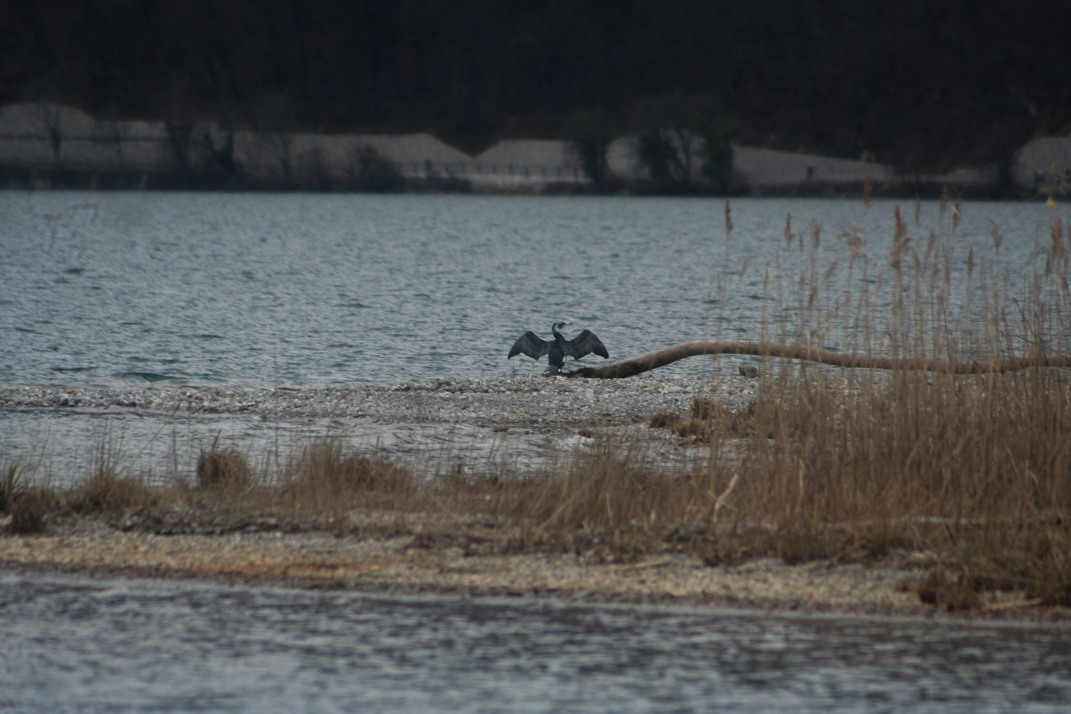 Cormoran 2