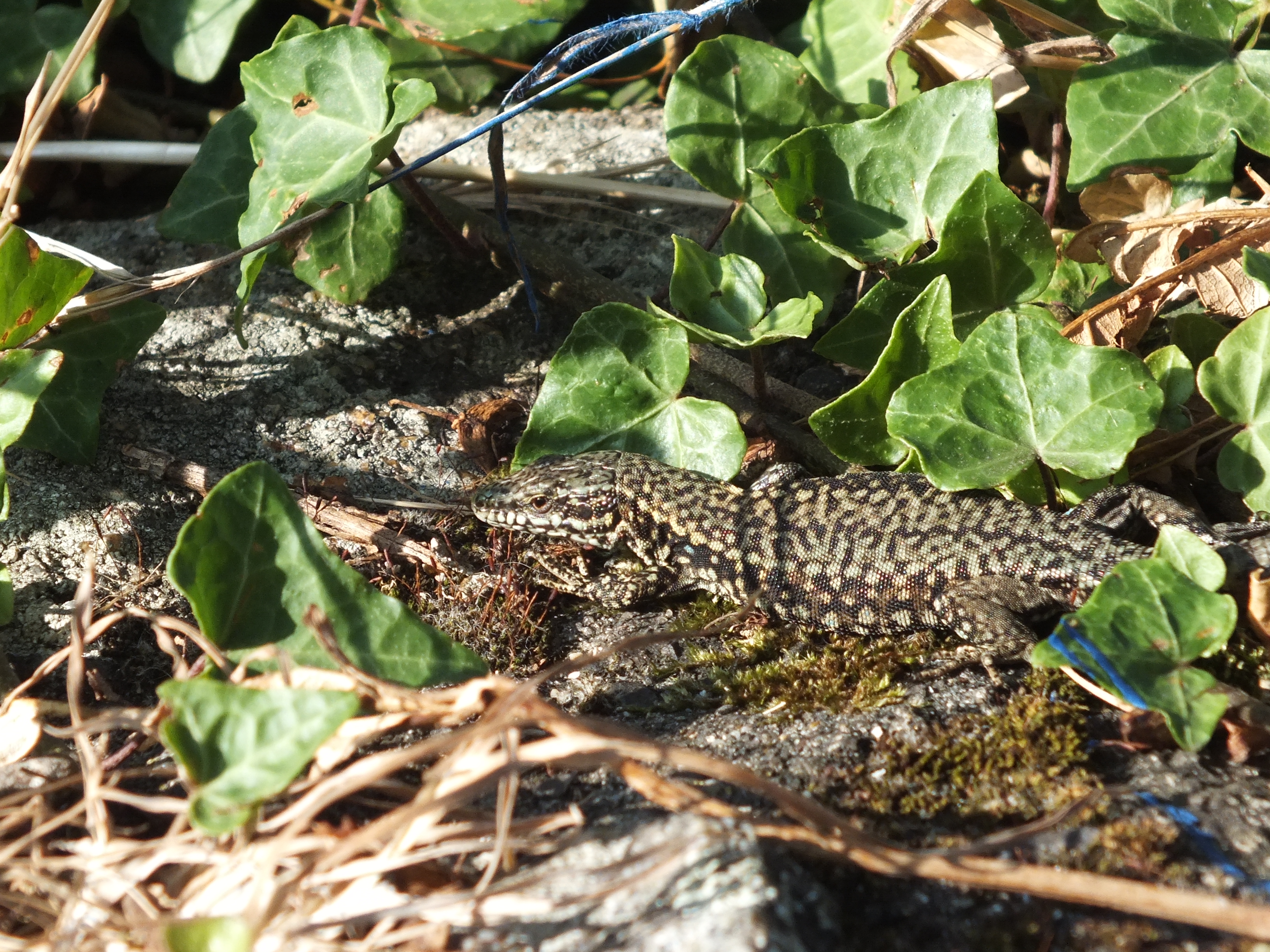 Lezard