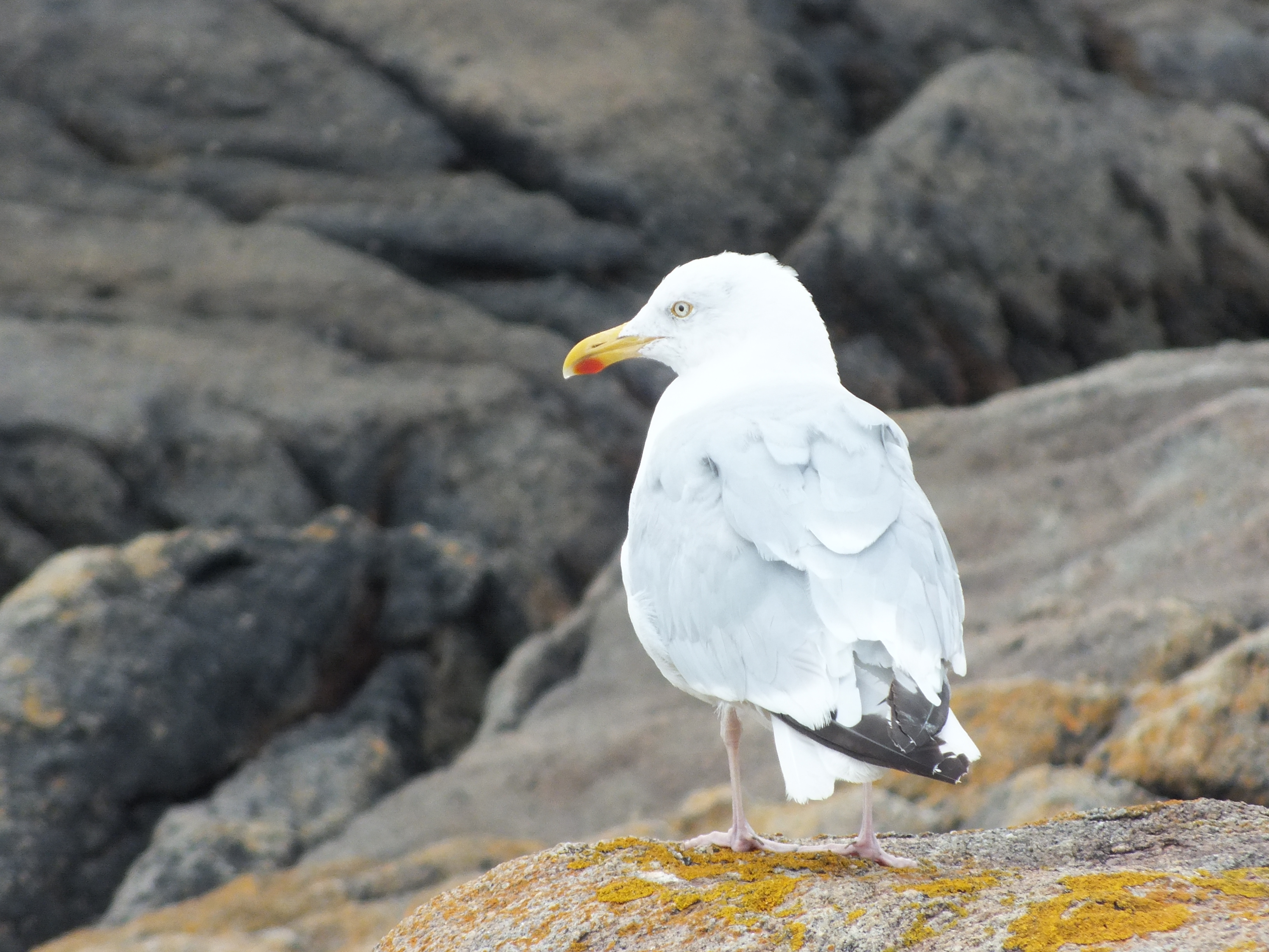 Mouette