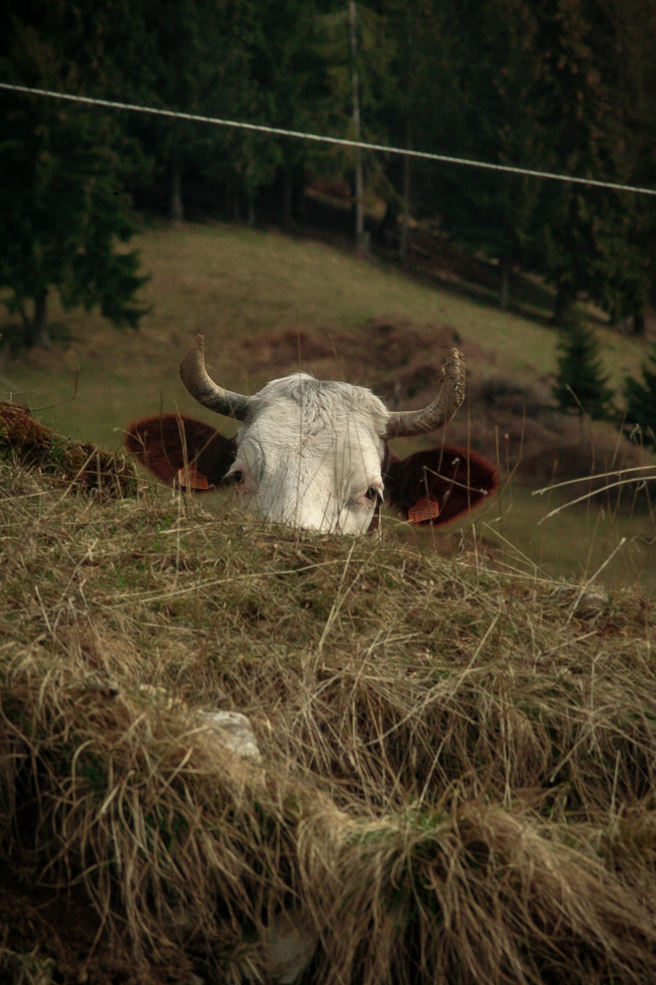 Vache