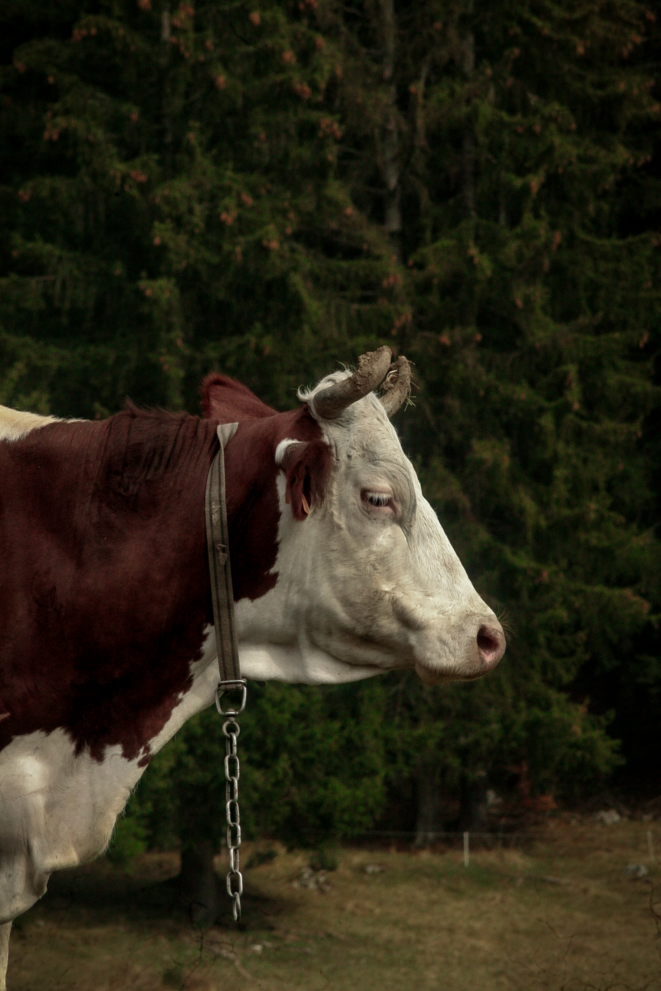 Vache 2