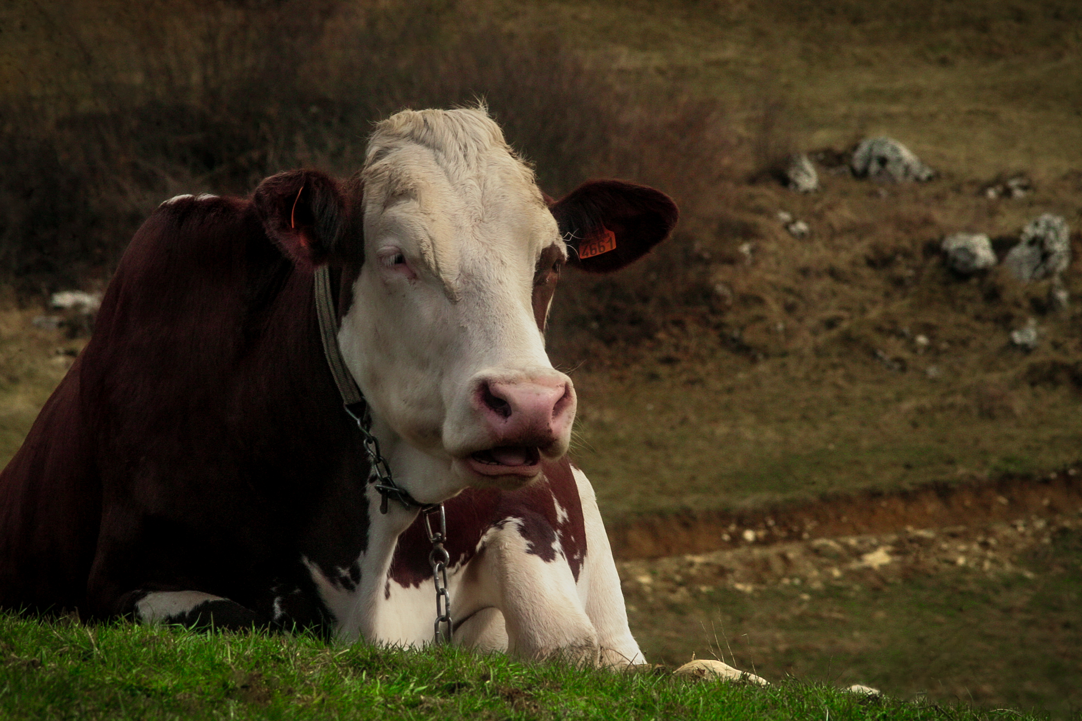 Vache 3